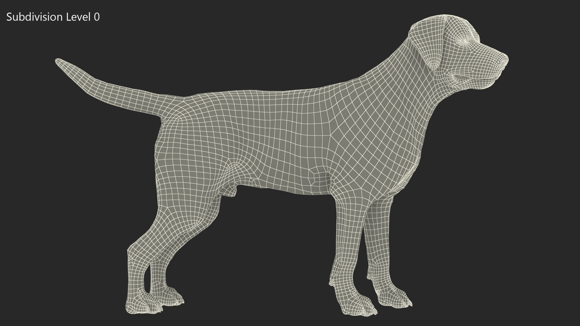 Labrador Dog Brown Standing 3D