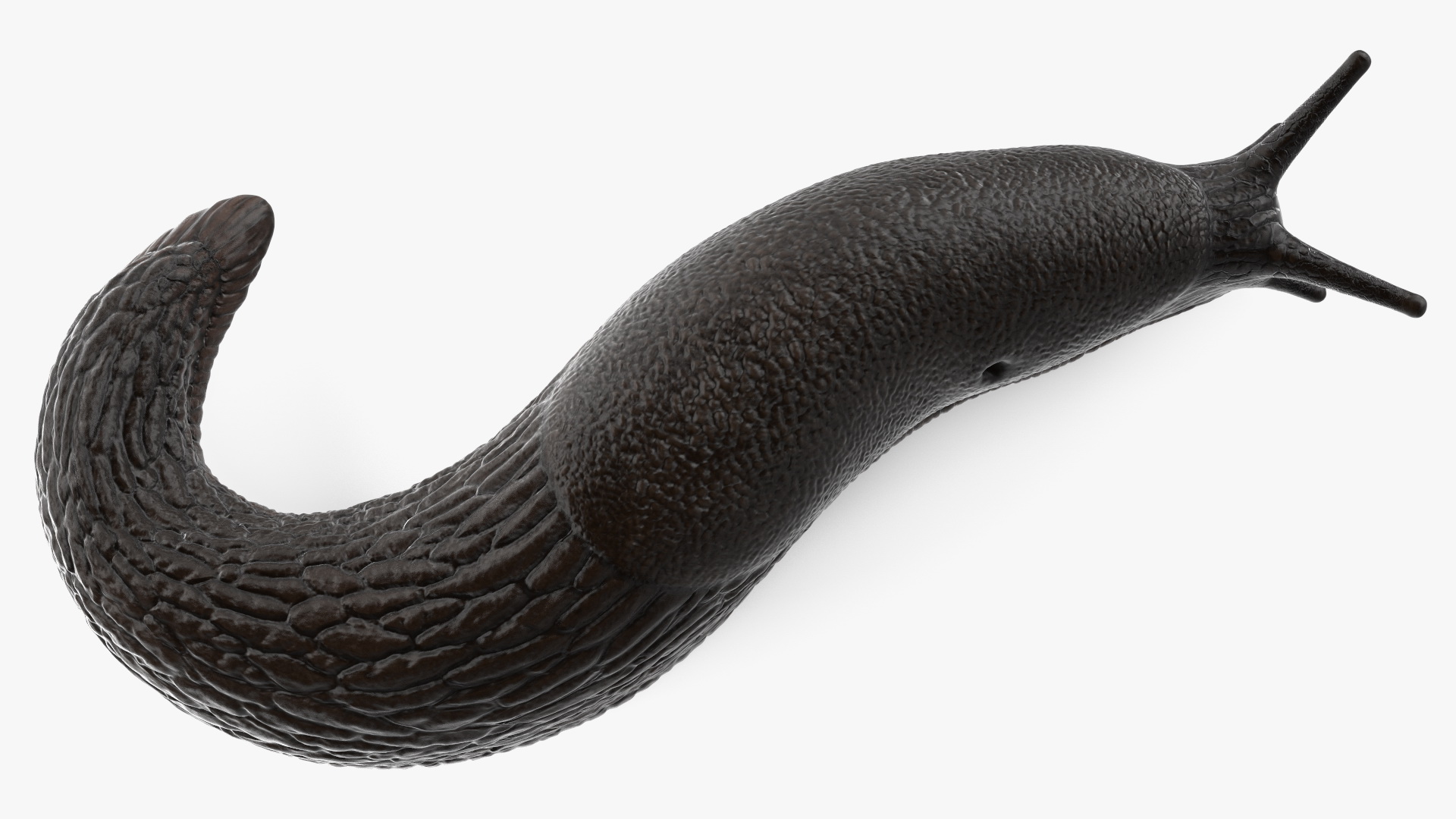 3D Black Garden Slug Crawling