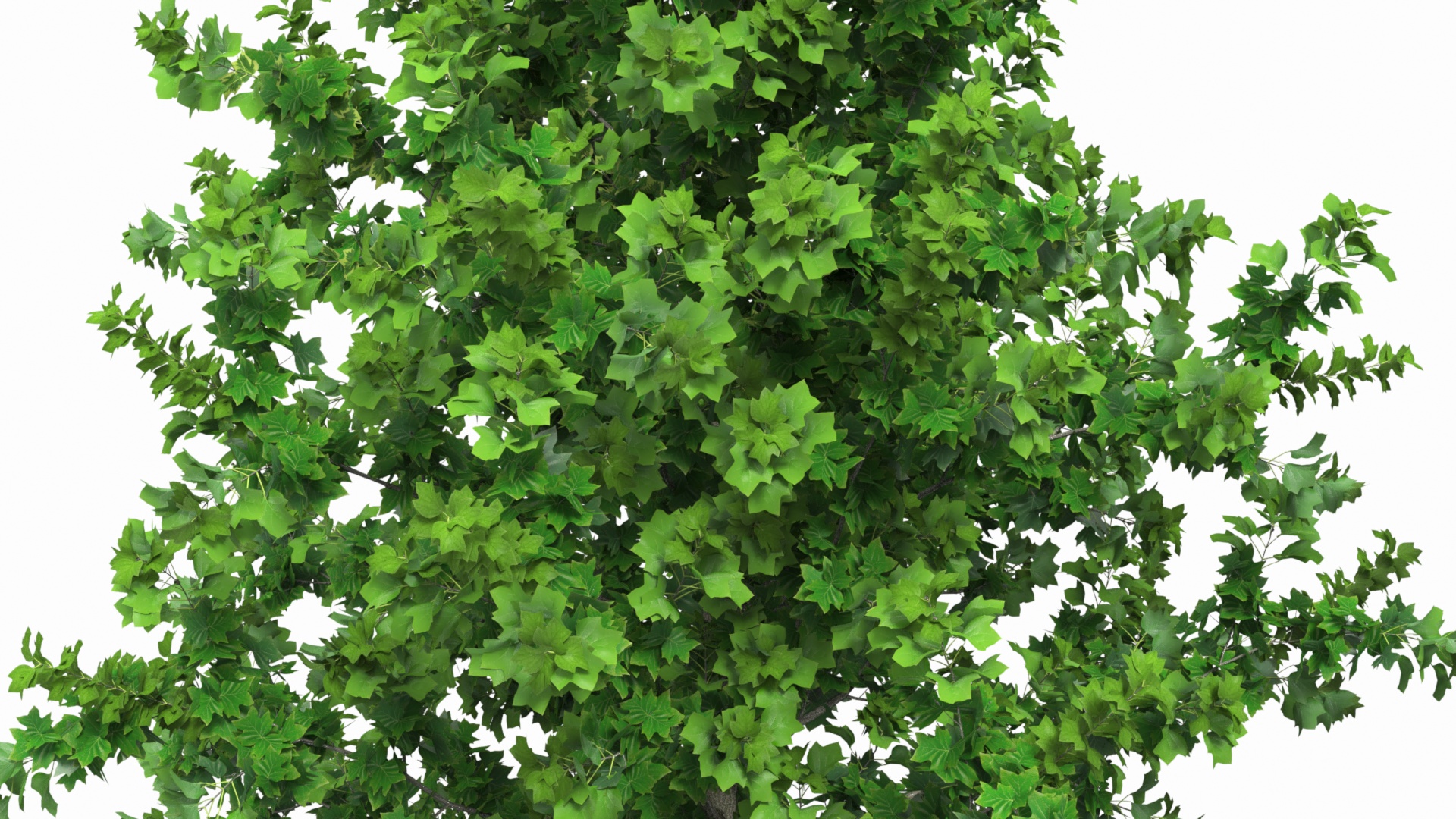 Poplar Tree with Roots 3D