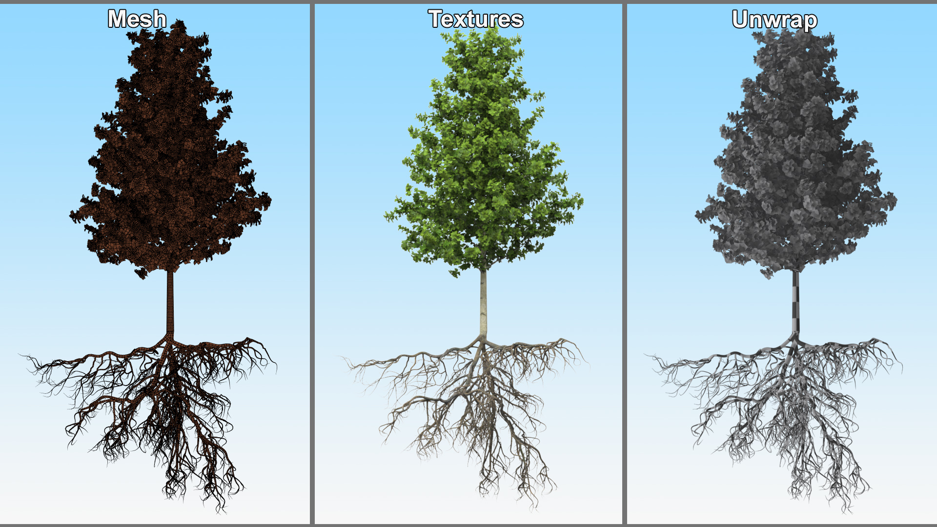 Poplar Tree with Roots 3D