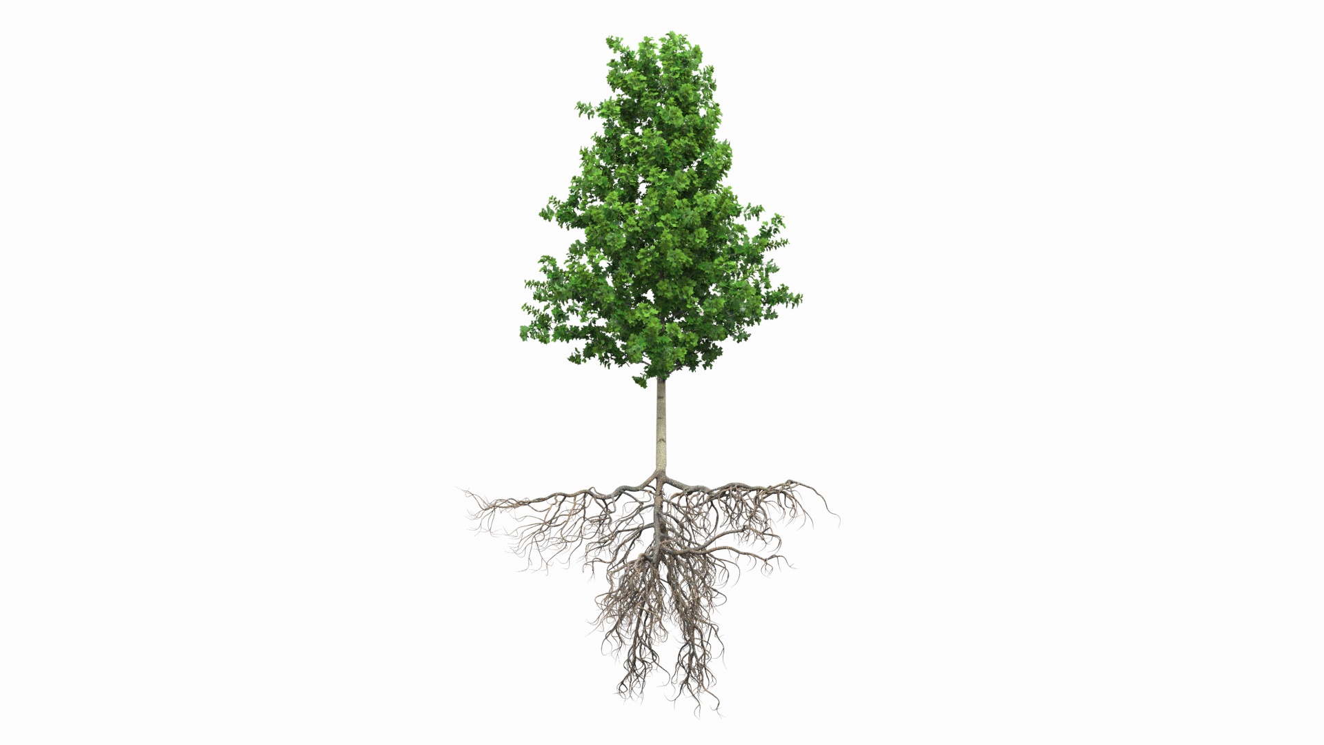 Poplar Tree with Roots 3D