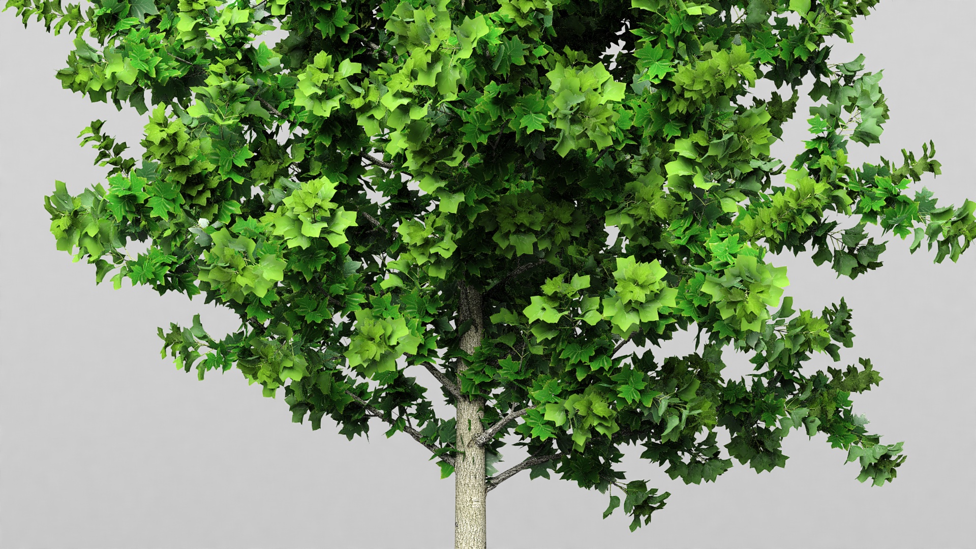 Poplar Tree with Roots 3D