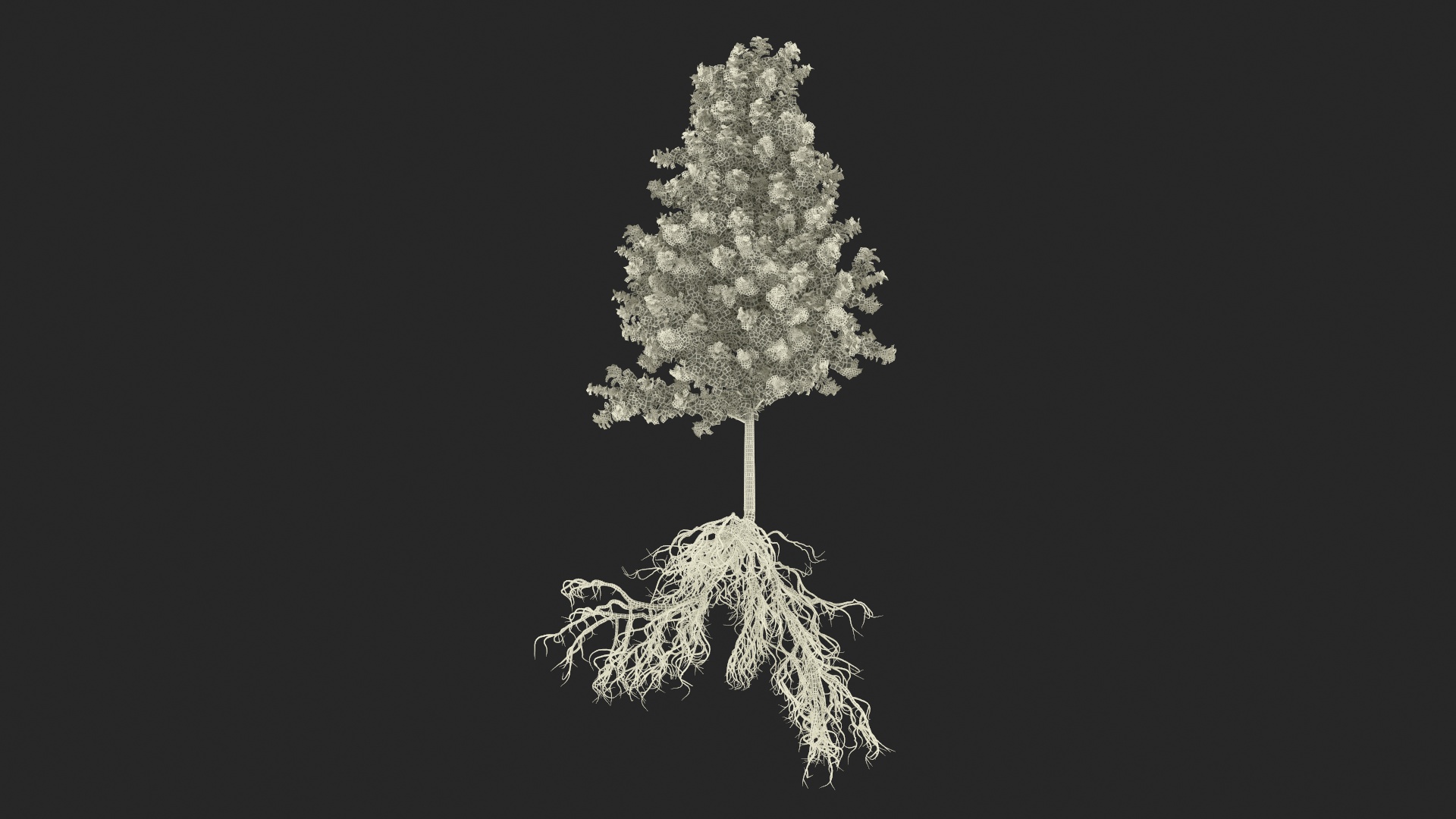 Poplar Tree with Roots 3D