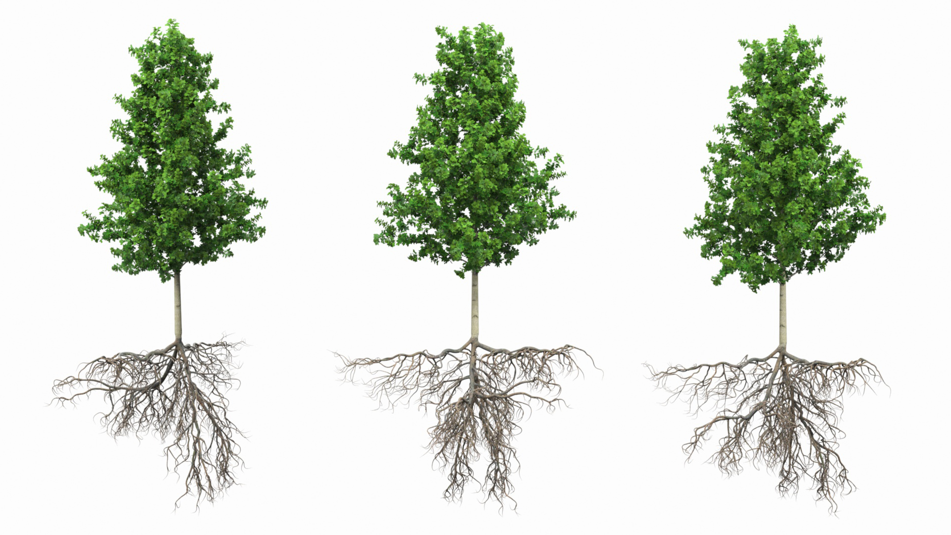 Poplar Tree with Roots 3D