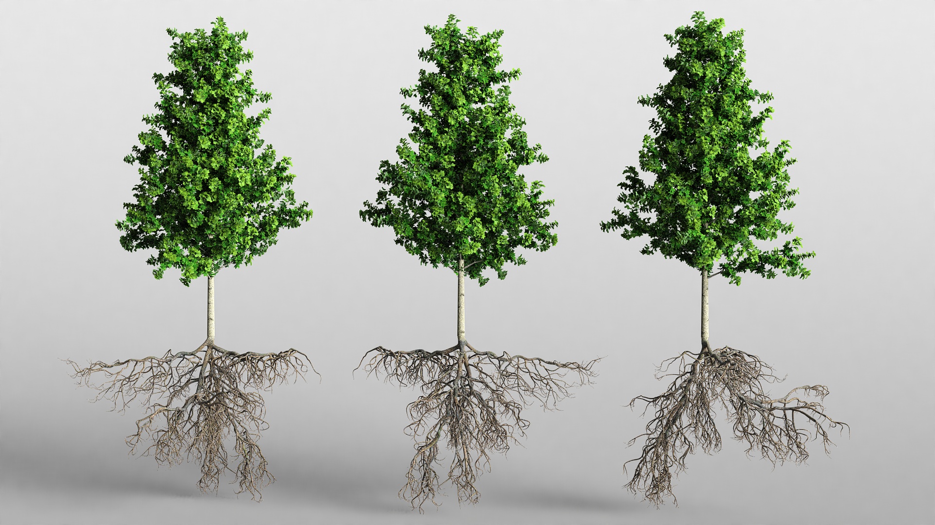 Poplar Tree with Roots 3D