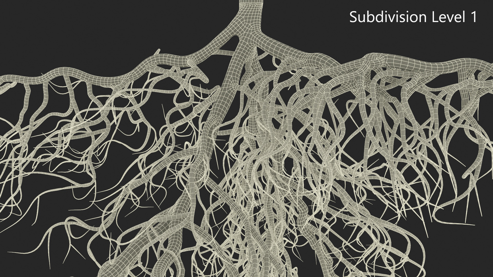 Poplar Tree with Roots 3D