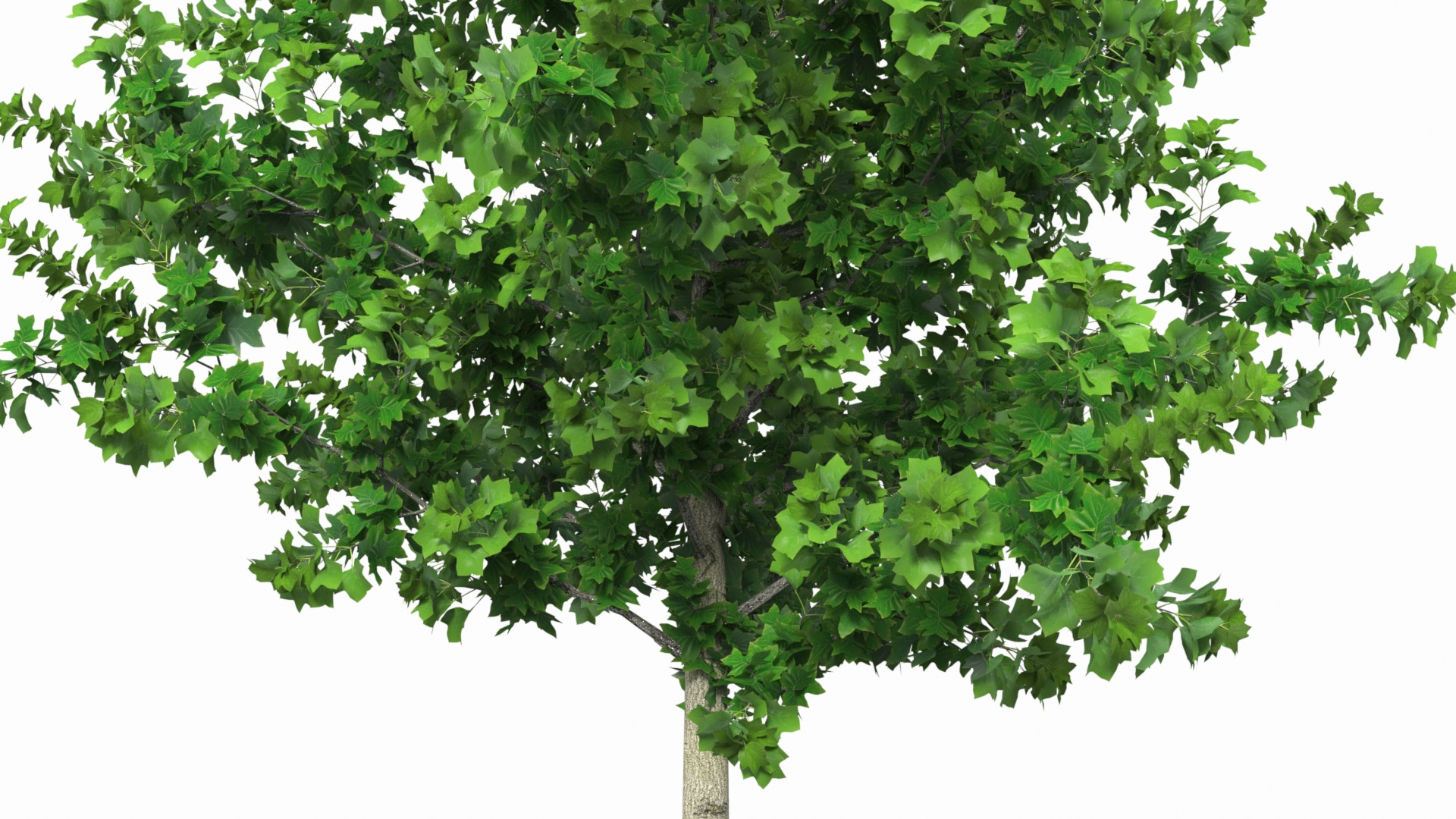 Poplar Tree with Roots 3D