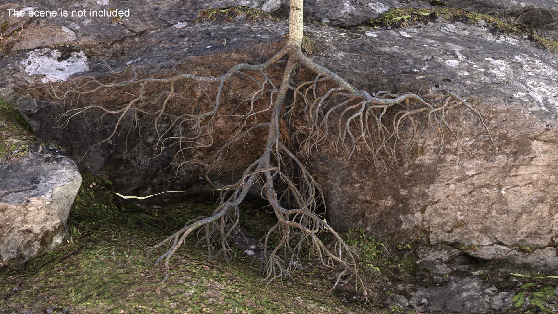 Poplar Tree with Roots 3D