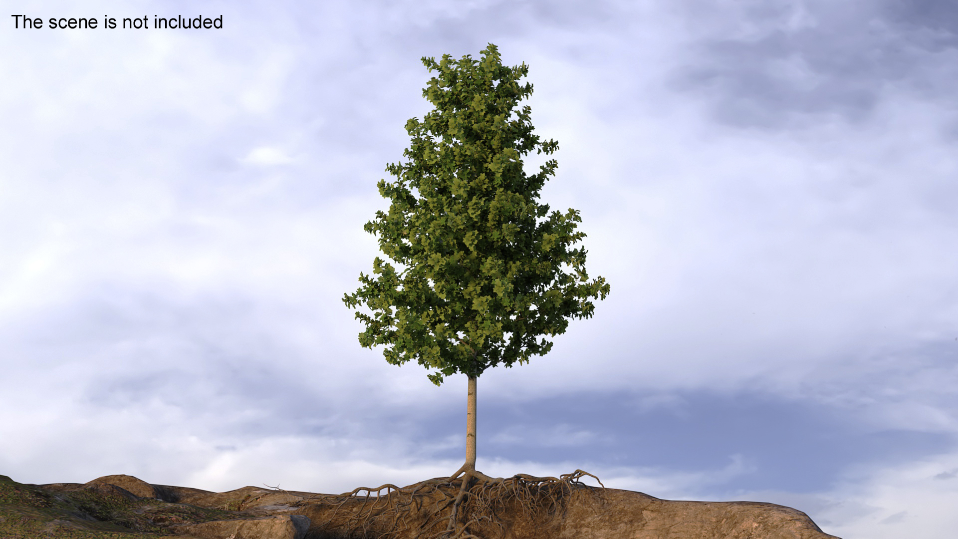 Poplar Tree with Roots 3D