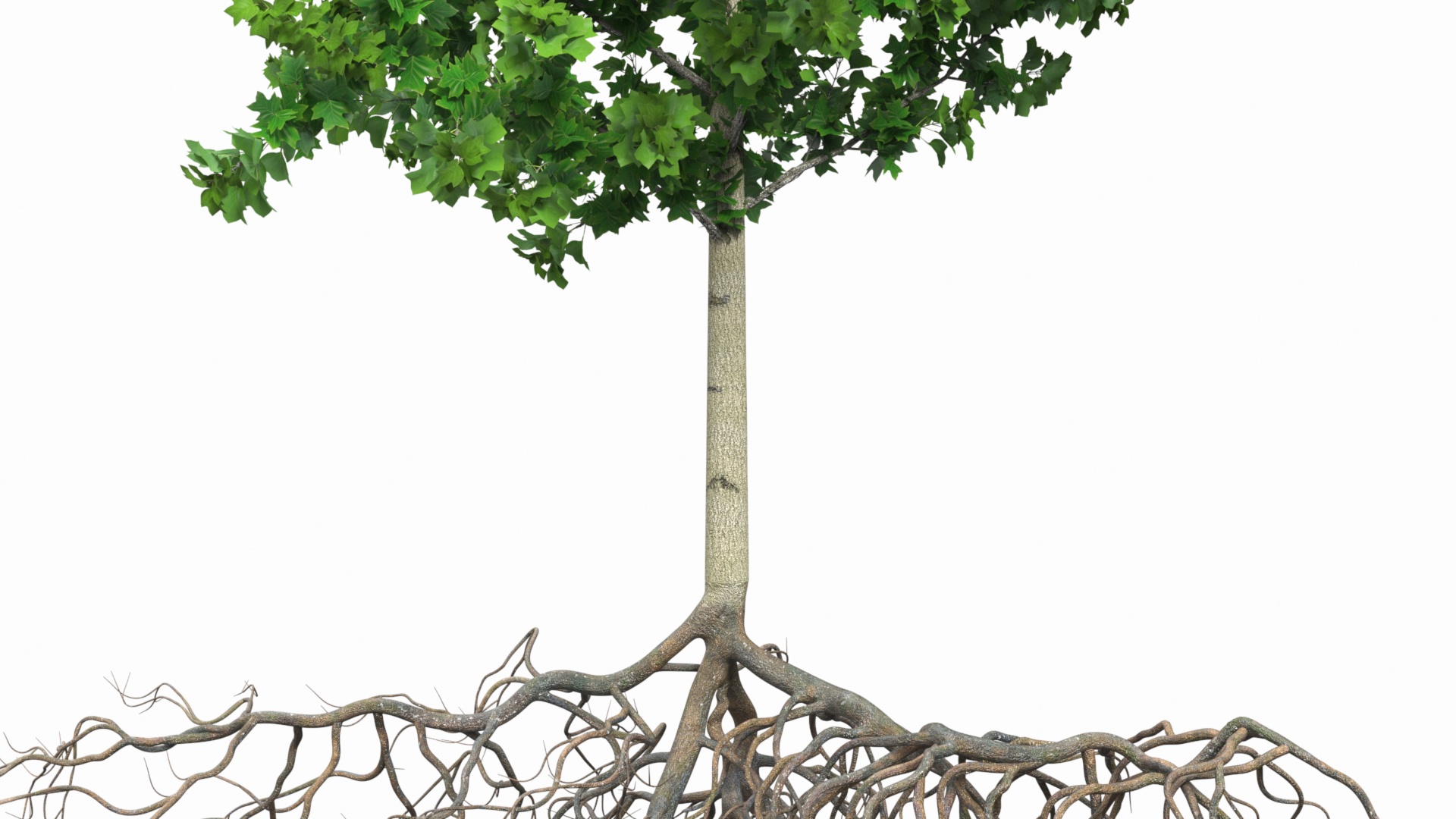 Poplar Tree with Roots 3D