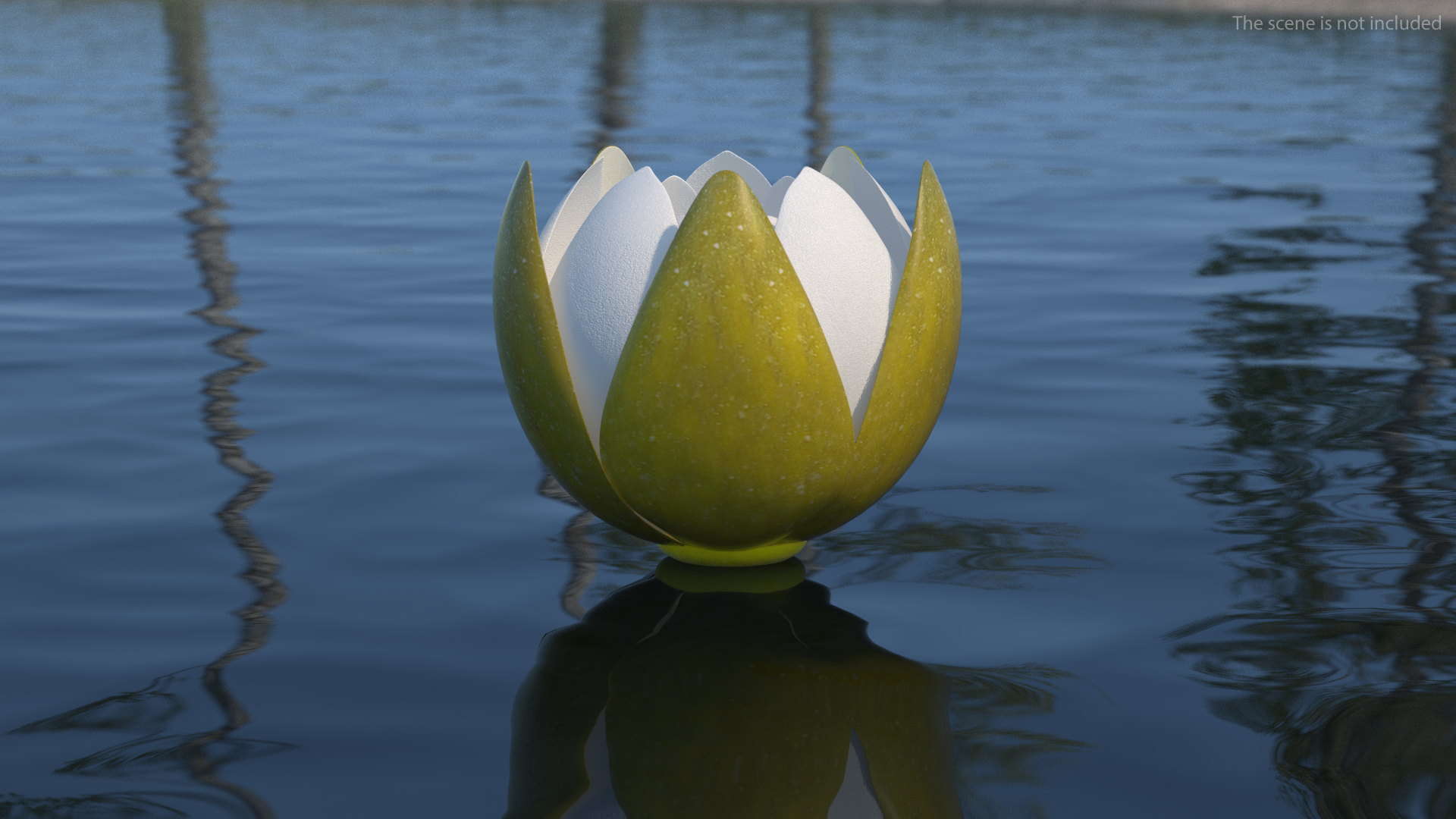 3D European White Water Lily Nymphaea Alba Set model