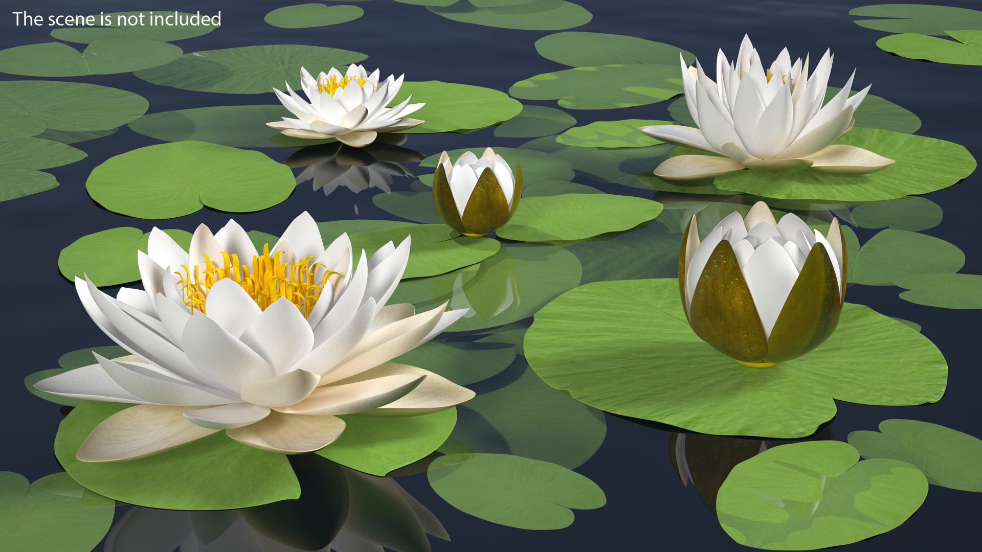 3D European White Water Lily Nymphaea Alba Set model