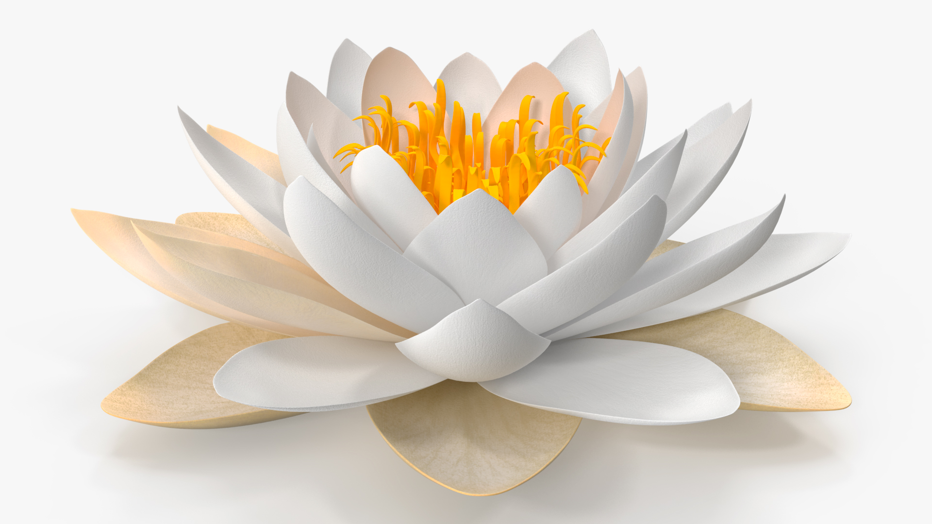 3D European White Water Lily Nymphaea Alba Set model