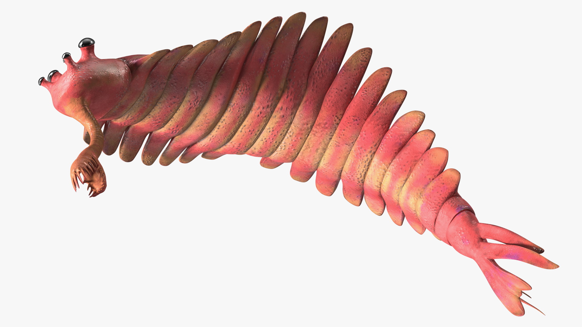 3D Pink Opabinia Flip model