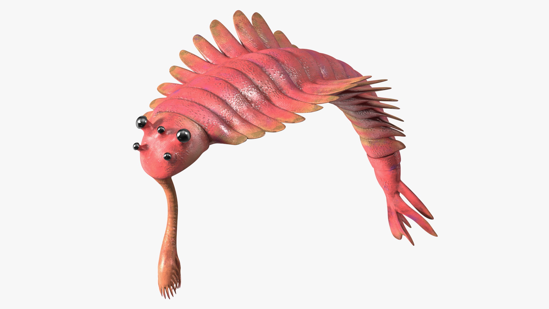 3D Pink Opabinia Flip model