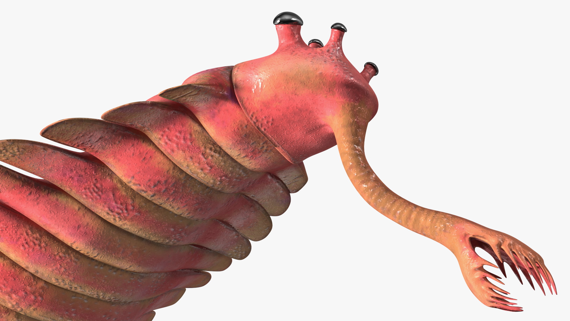 3D Pink Opabinia Flip model