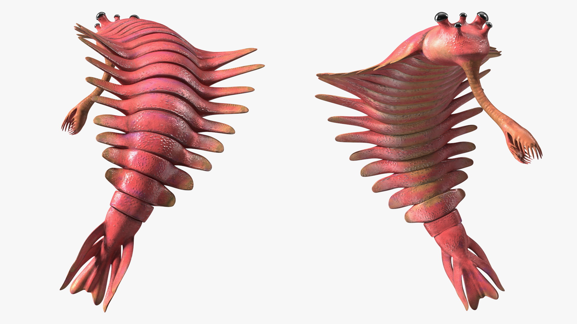 3D Pink Opabinia Flip model