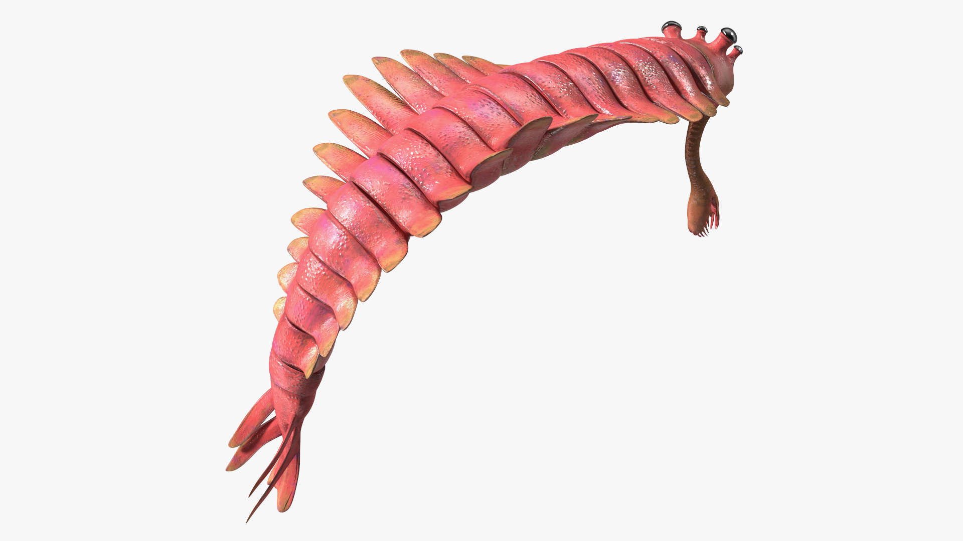 3D Pink Opabinia Flip model