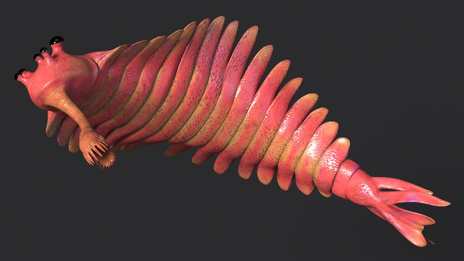 3D Pink Opabinia Flip model