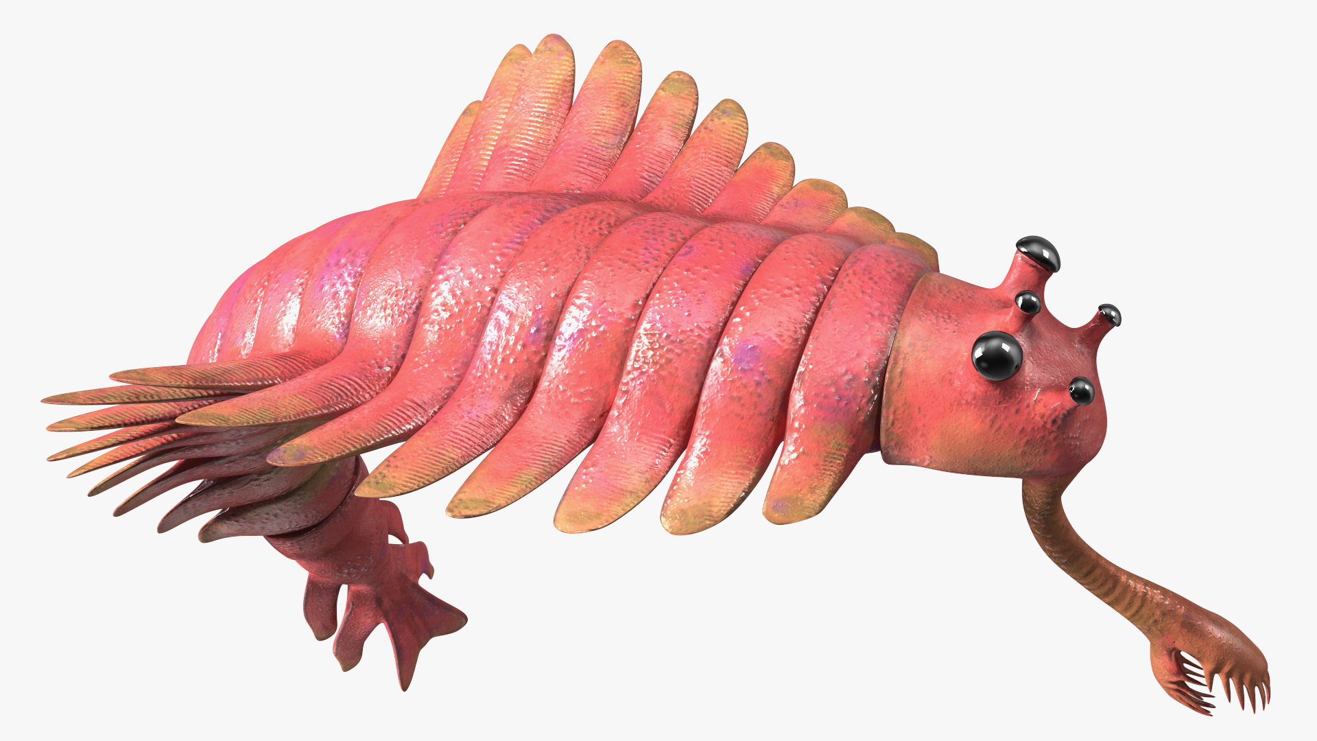 3D Pink Opabinia Flip model