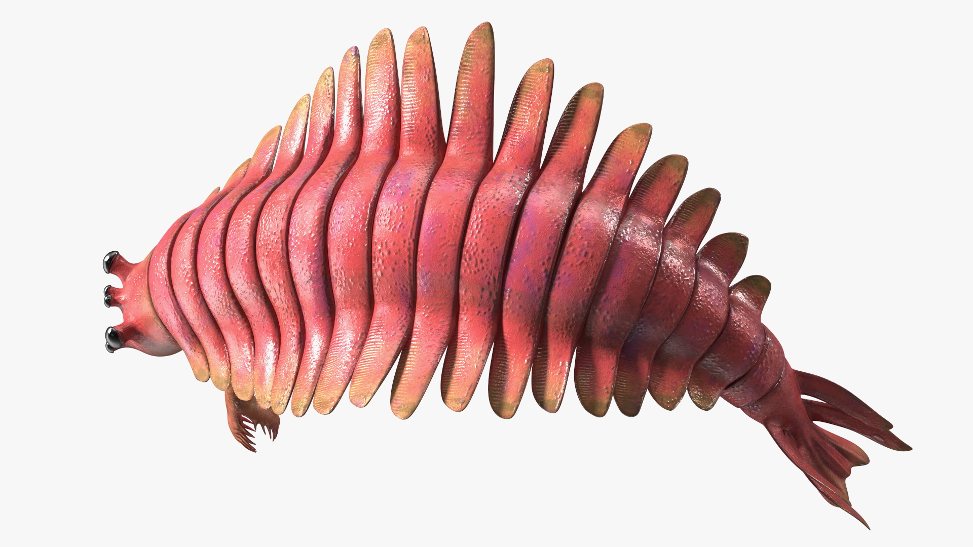 3D Pink Opabinia Flip model