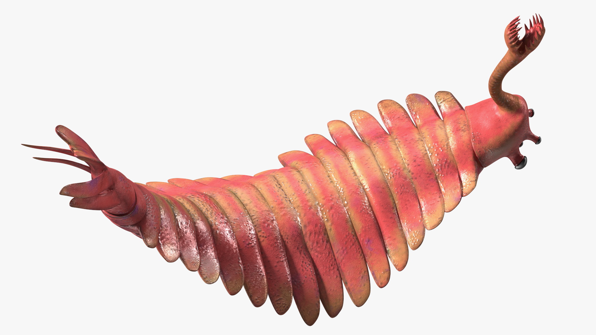 3D Pink Opabinia Flip model