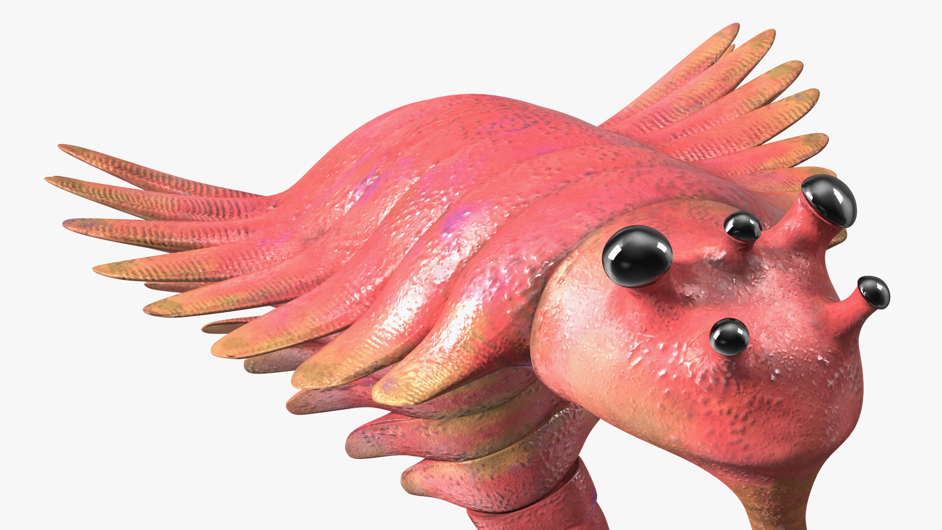 3D Pink Opabinia Flip model