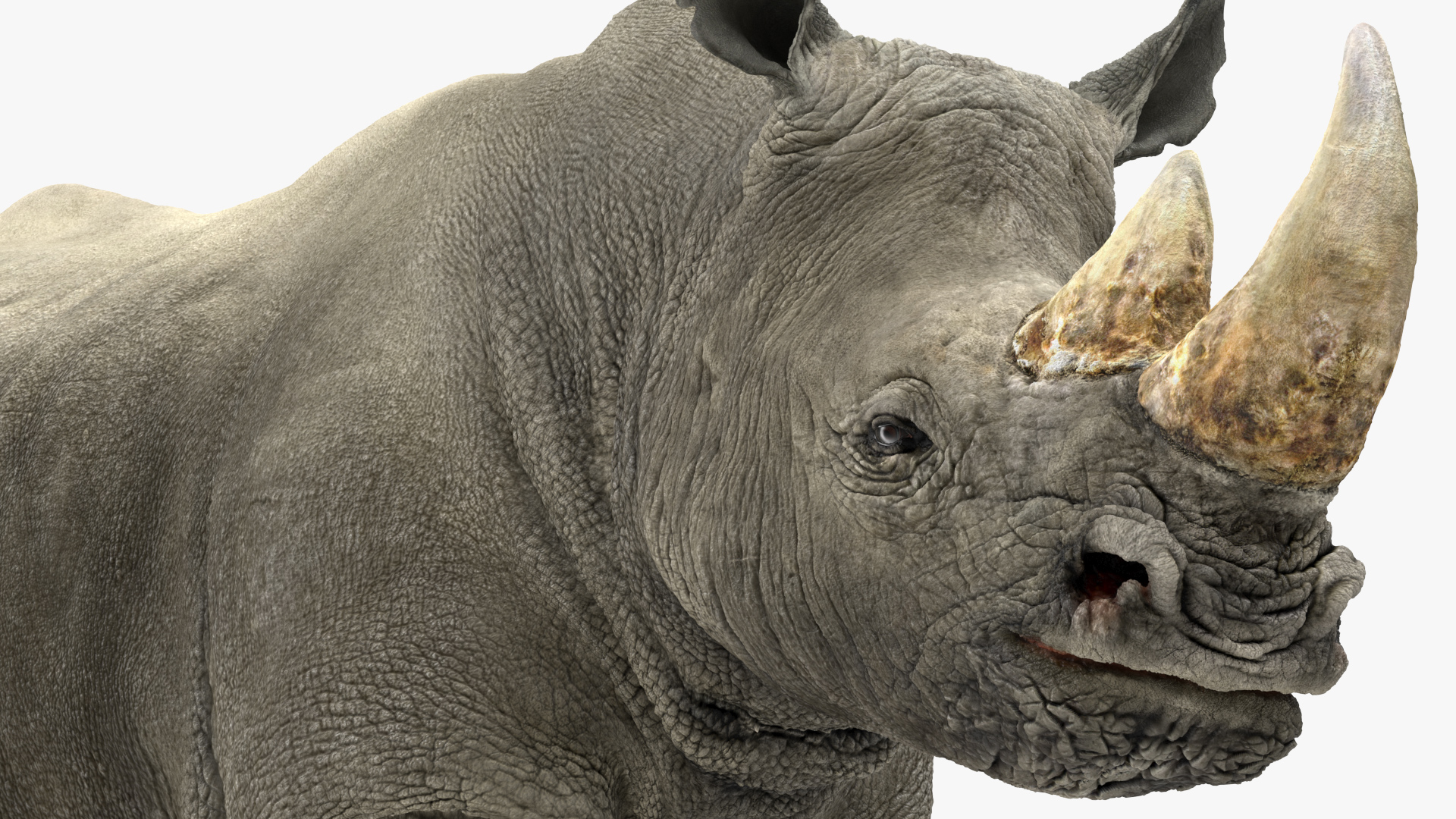 Rhino Rigged 3D