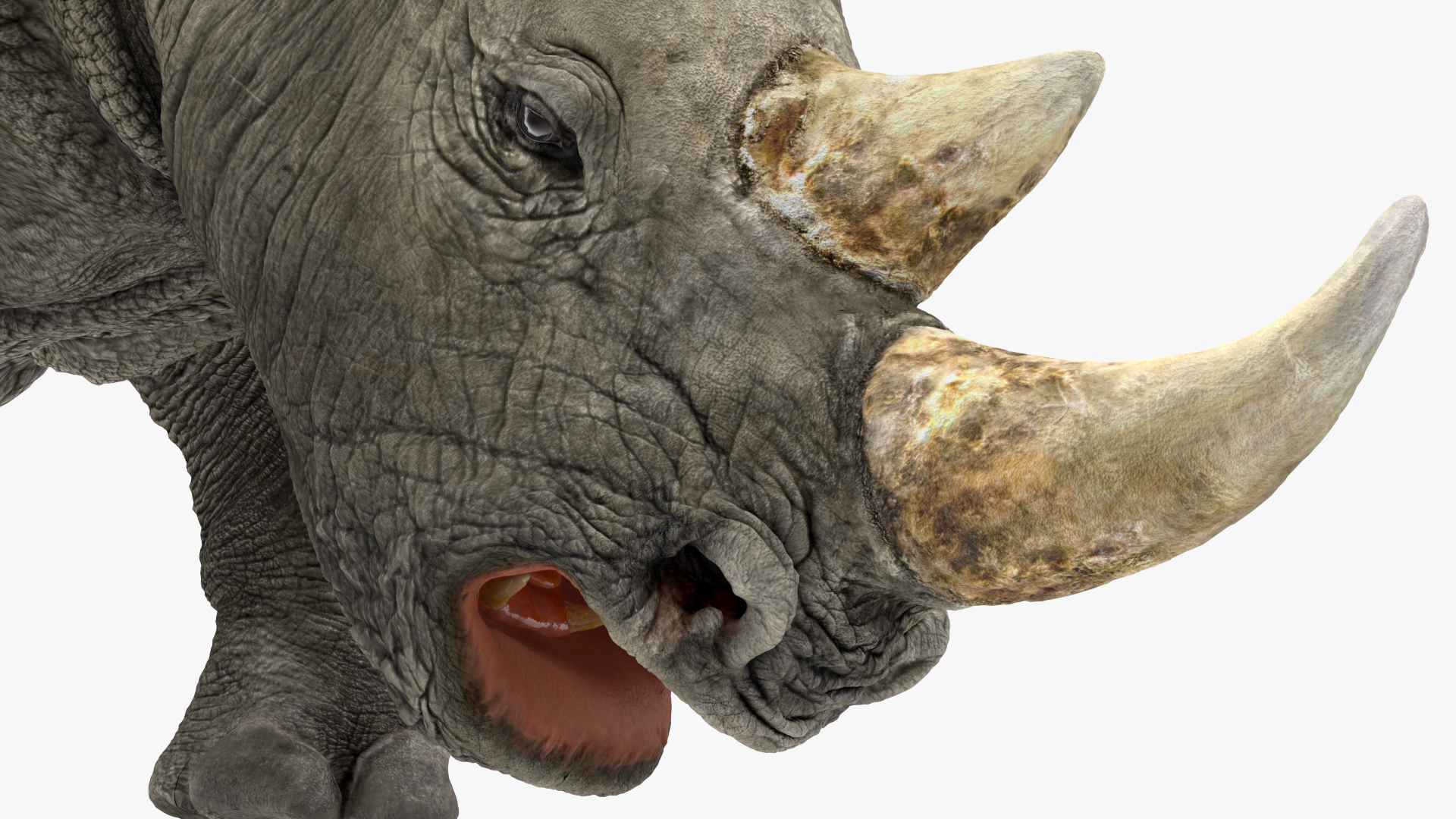 Rhino Rigged 3D