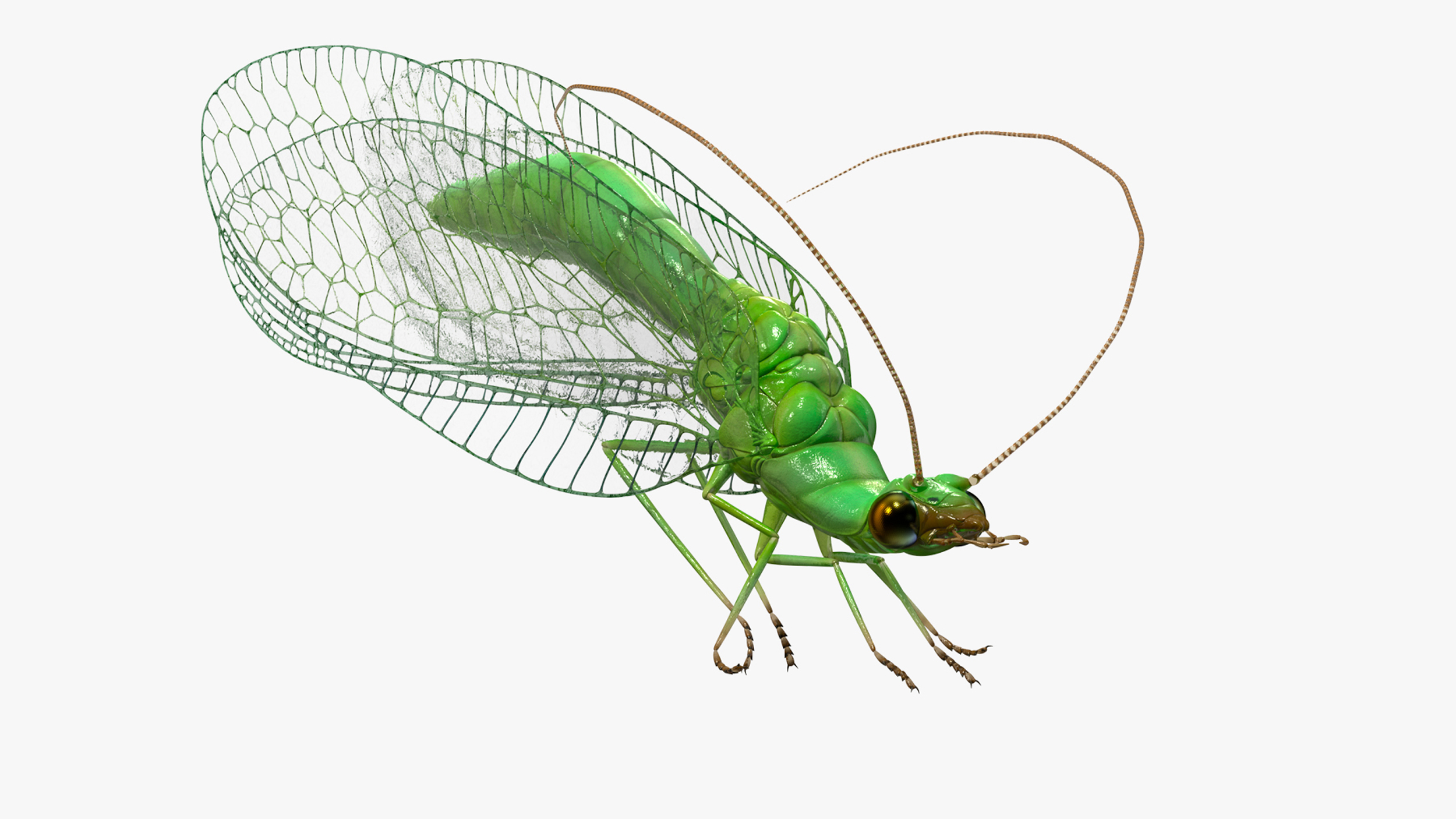 3D model Green Lacewing Rigged for Maya