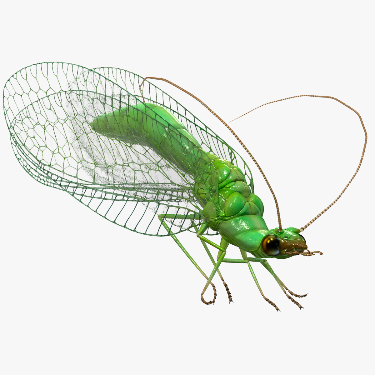 3D model Green Lacewing Rigged for Maya