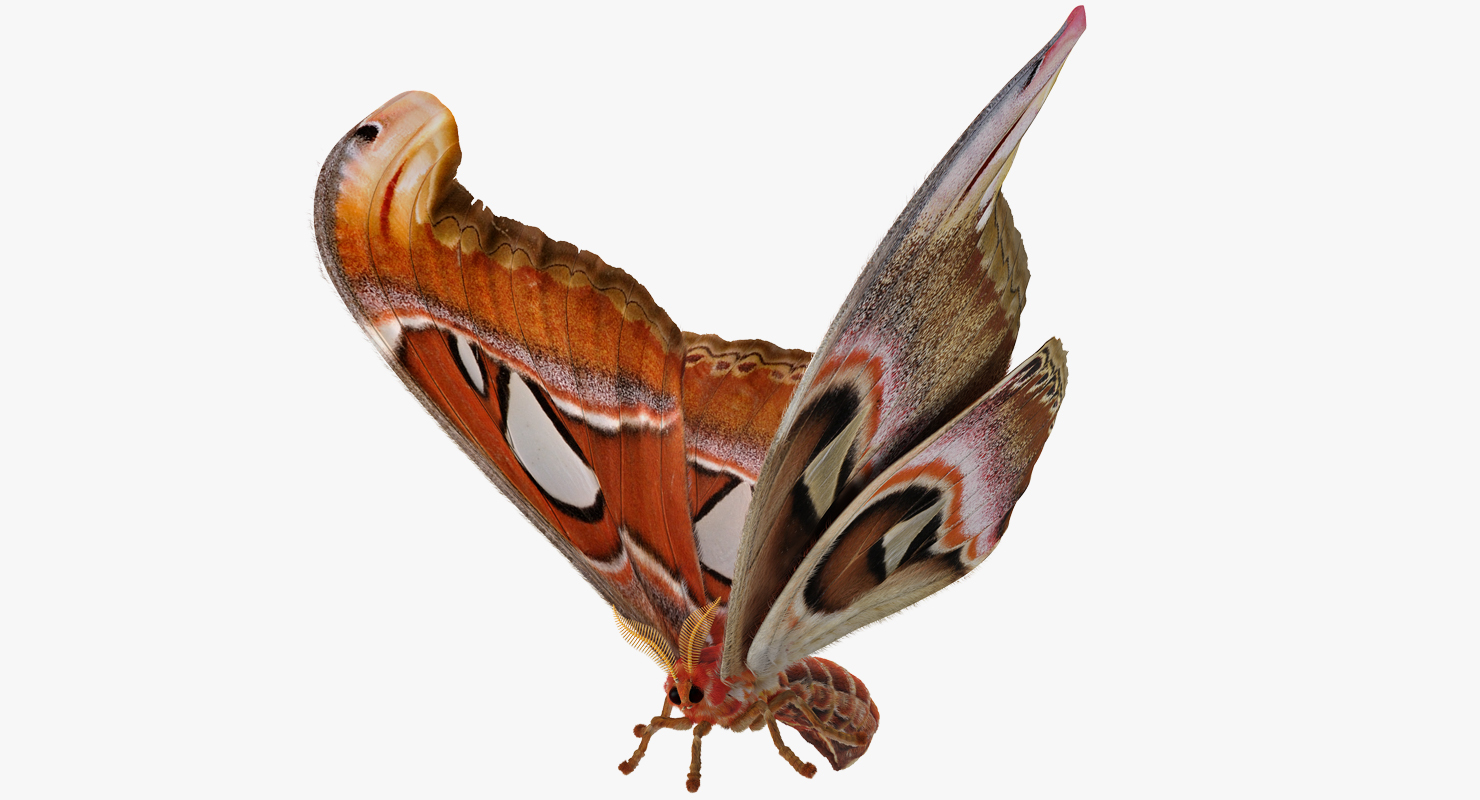 3D model Attacus Atlas Large Saturniid Moth with Fur Rigged