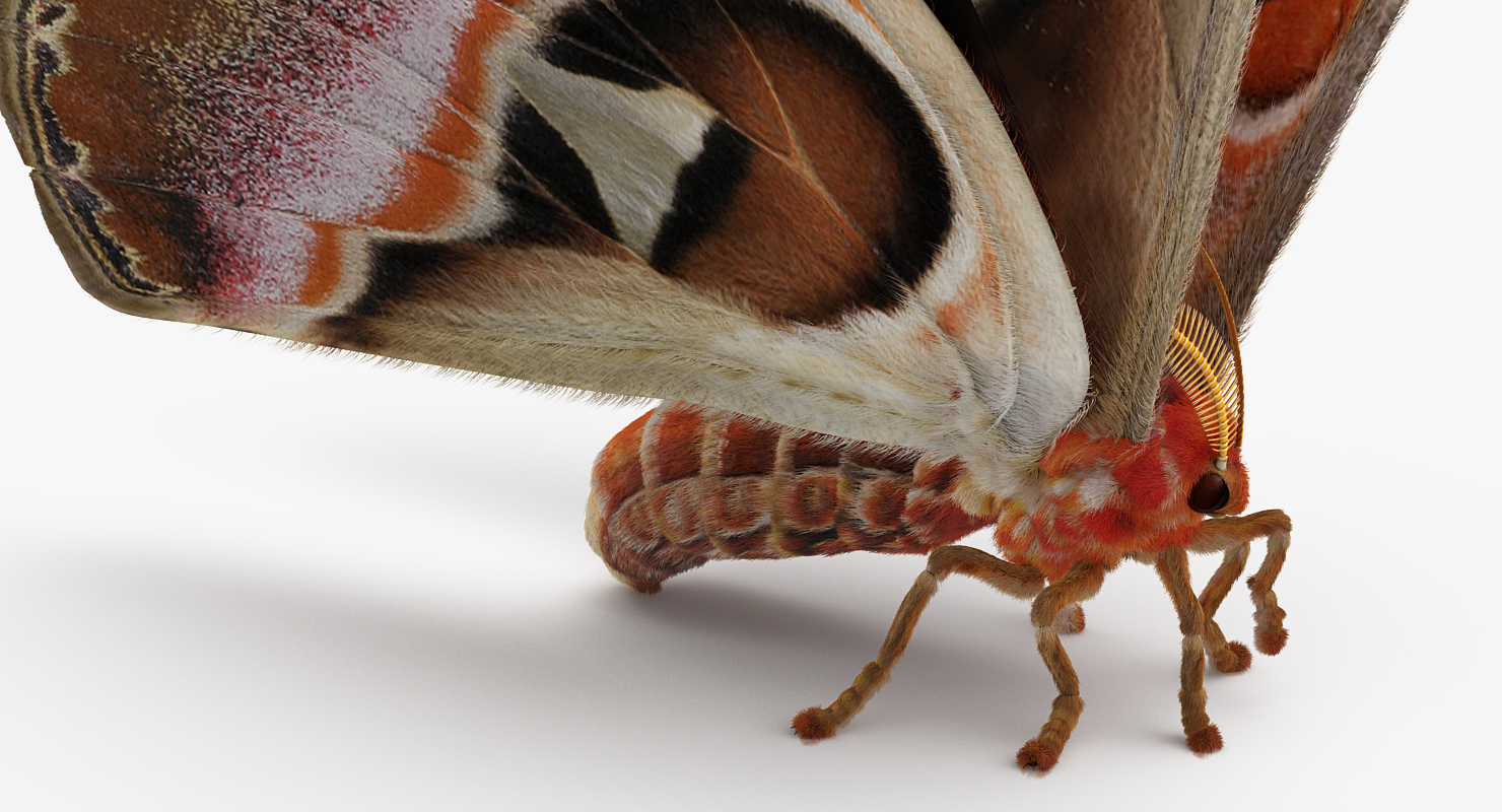 3D model Attacus Atlas Large Saturniid Moth with Fur Rigged