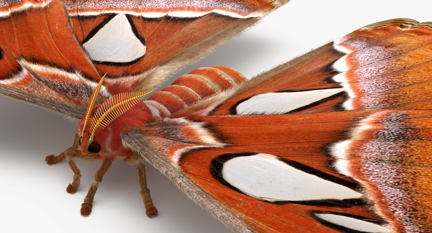 3D model Attacus Atlas Large Saturniid Moth with Fur Rigged