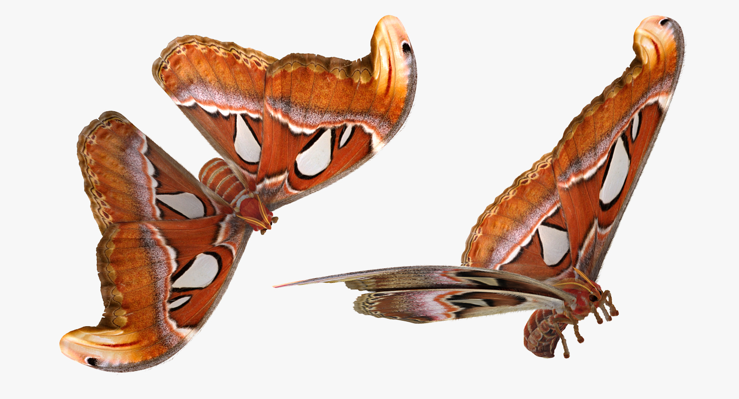 3D model Attacus Atlas Large Saturniid Moth with Fur Rigged