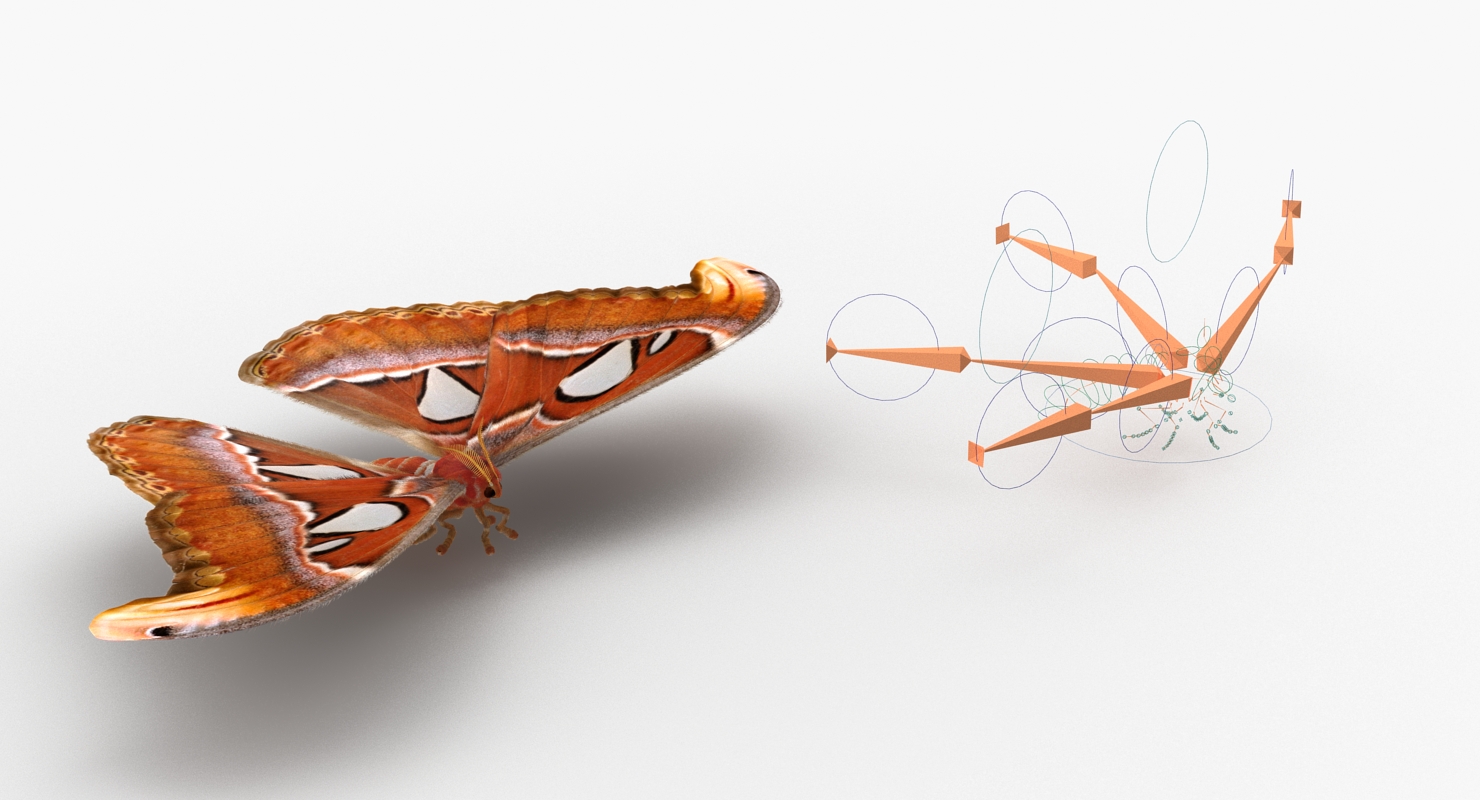 3D model Attacus Atlas Large Saturniid Moth with Fur Rigged