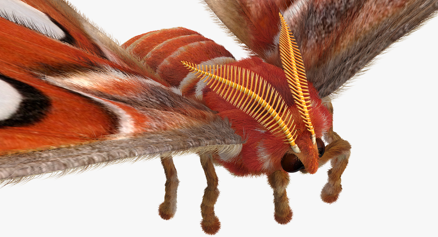 3D model Attacus Atlas Large Saturniid Moth with Fur Rigged