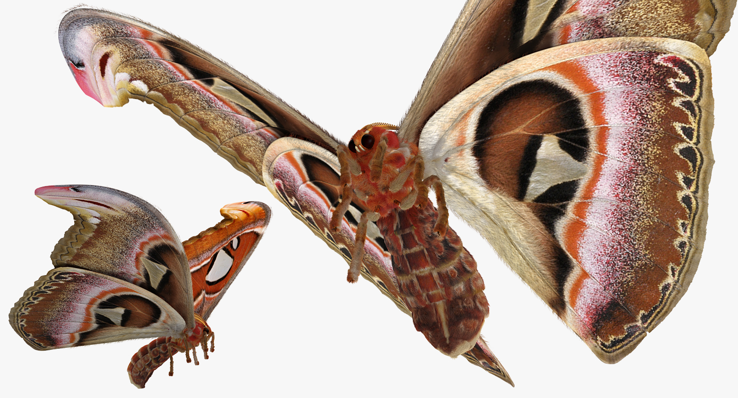 3D model Attacus Atlas Large Saturniid Moth with Fur Rigged