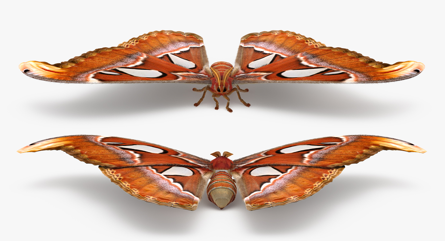 3D model Attacus Atlas Large Saturniid Moth with Fur Rigged