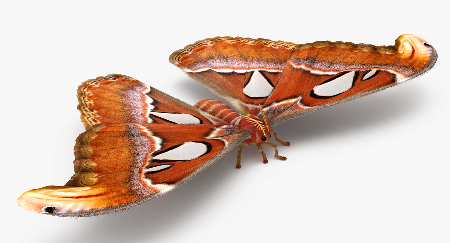 3D model Attacus Atlas Large Saturniid Moth with Fur Rigged