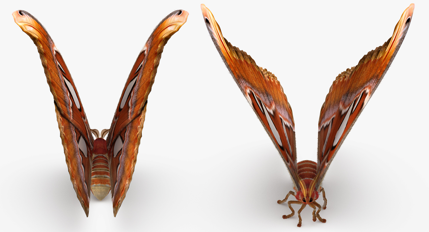 3D model Attacus Atlas Large Saturniid Moth with Fur Rigged