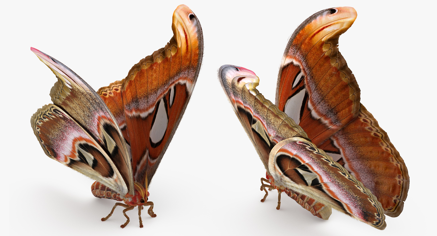 3D model Attacus Atlas Large Saturniid Moth with Fur Rigged