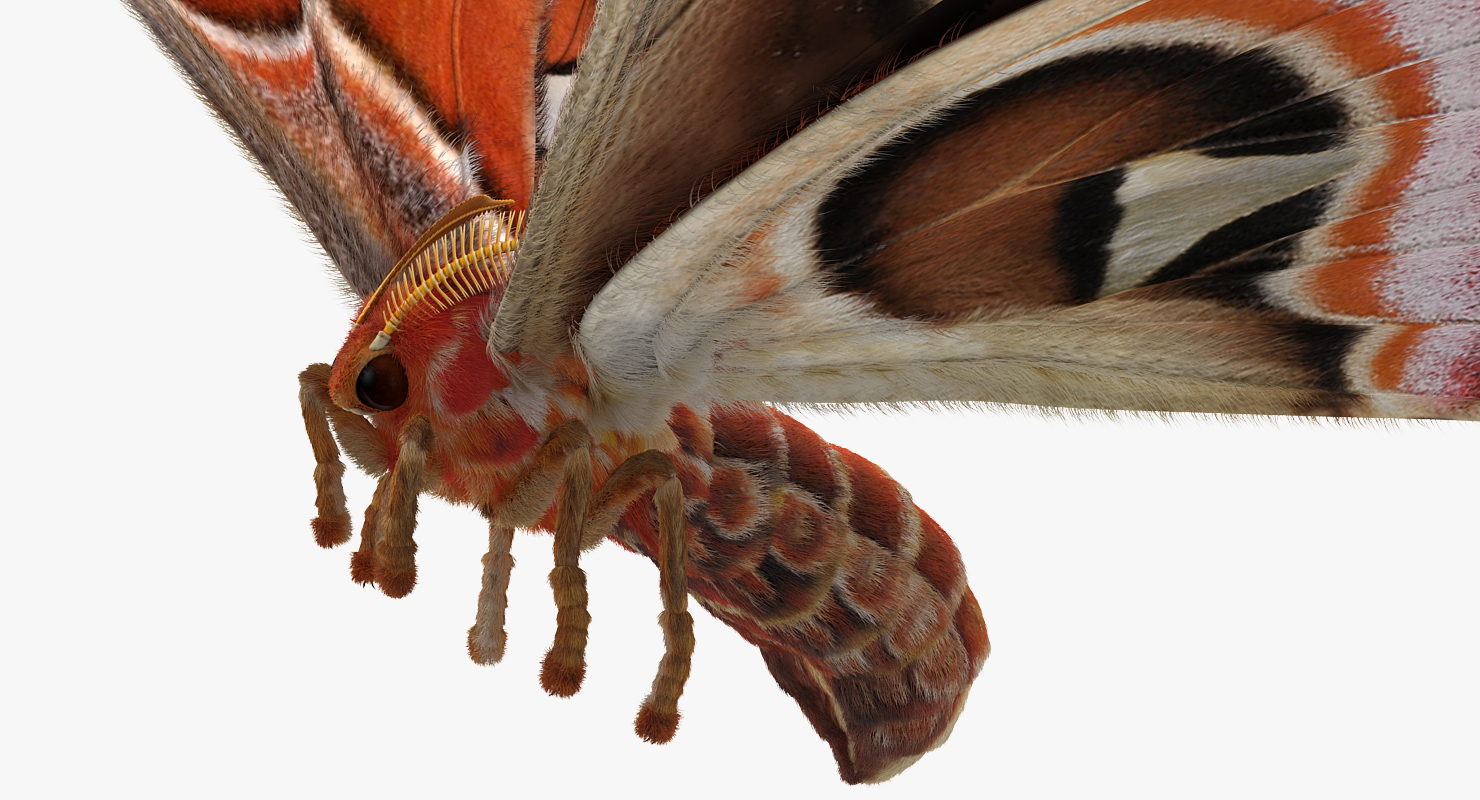 3D model Attacus Atlas Large Saturniid Moth with Fur Rigged