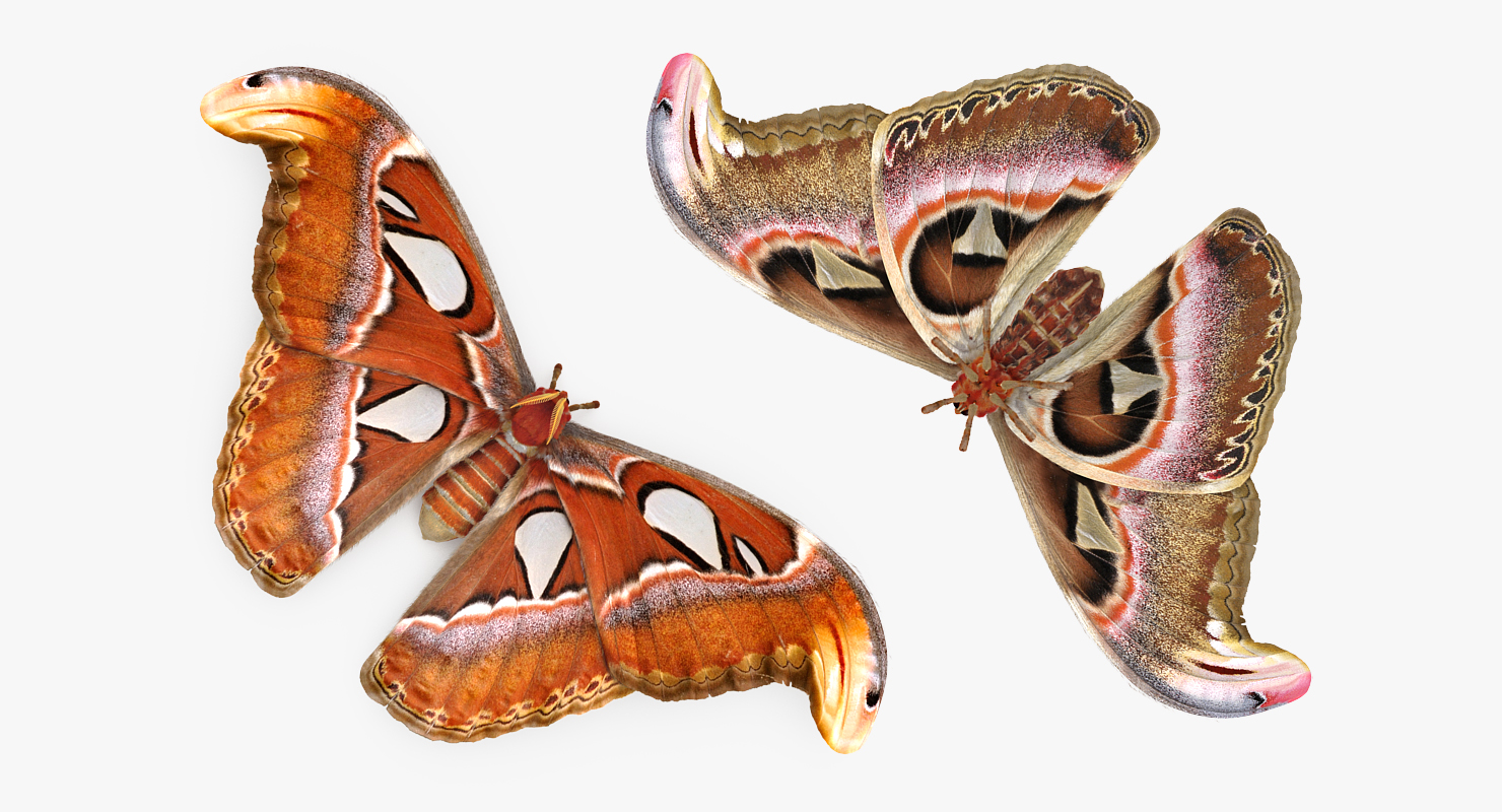 3D model Attacus Atlas Large Saturniid Moth with Fur Rigged