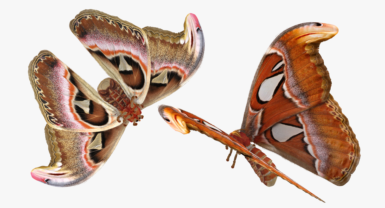 3D model Attacus Atlas Large Saturniid Moth with Fur Rigged