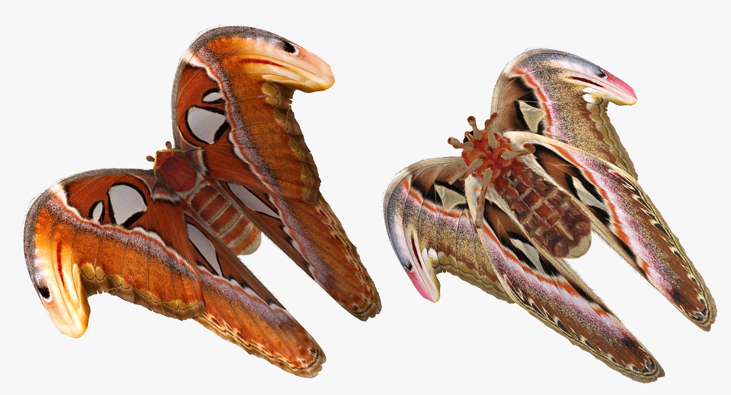 3D model Attacus Atlas Large Saturniid Moth with Fur Rigged