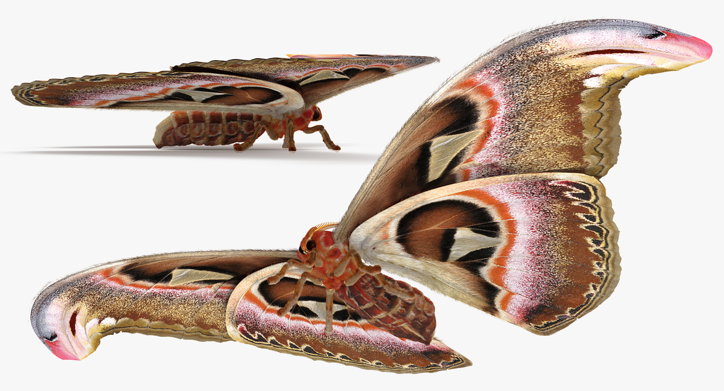 3D model Attacus Atlas Large Saturniid Moth with Fur Rigged