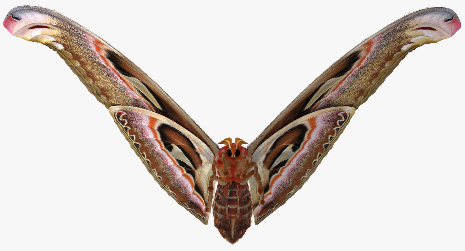 3D model Attacus Atlas Large Saturniid Moth with Fur Rigged