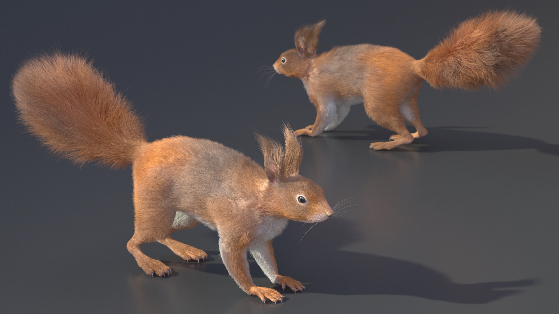 3D Red Squirrel Fur