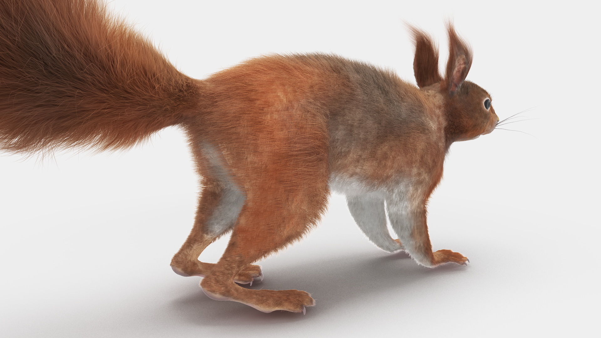 3D Red Squirrel Fur